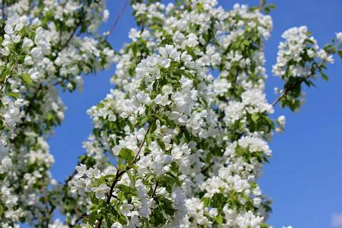 Blooming trees Stock Photos