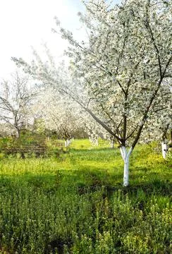 Blooming trees Stock Photos