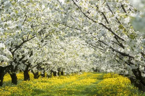 Blooming trees Foto stock