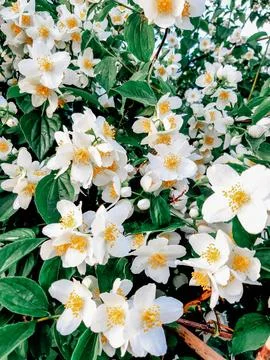 Blooming trees Stock Photos