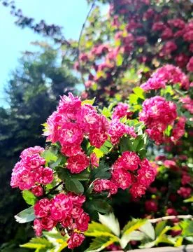 Blooming trees Stock Photos
