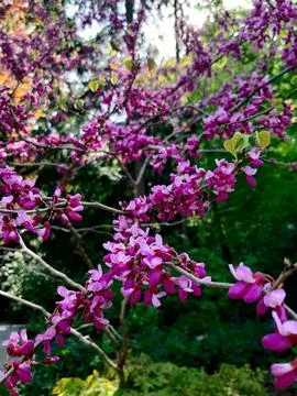 Blooming trees Stock Photos