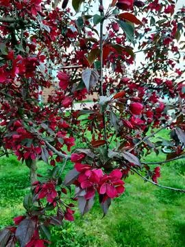 Blooming trees Stock Photos