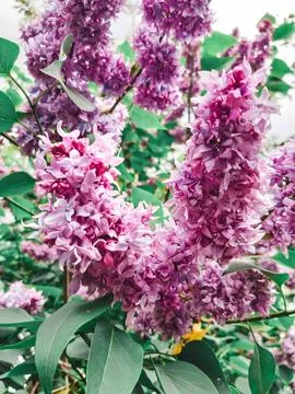 Blooming trees Stock Photos