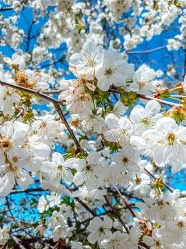 Blooming trees Stock Photos