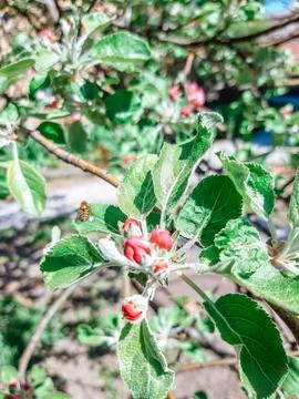 Blooming trees Stock Photos