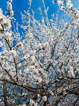 Blooming trees Stock Photos