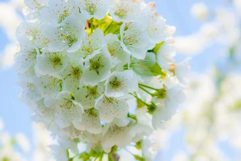 Blooming trees Stock Photos