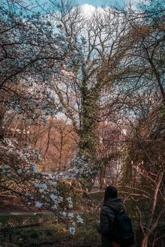 Blooming trees 스톡 사진
