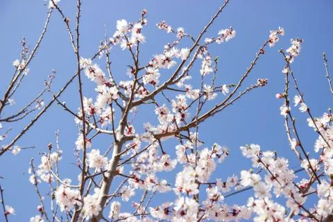 Blooming trees, pink and white buds Stock Photos