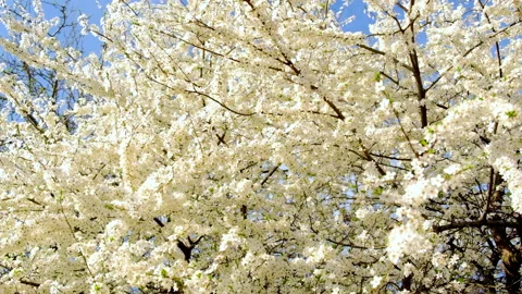 Blooming trees in spring against the background of the sky. Selective focus. Stock Footage 153421812