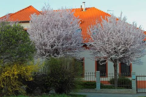 Blooming trees in spring against the background of a house with a red roof Stock Photos