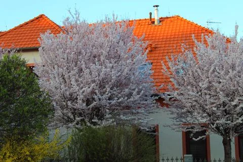 Blooming trees in spring against the background of a house with a red roof Stock Photos