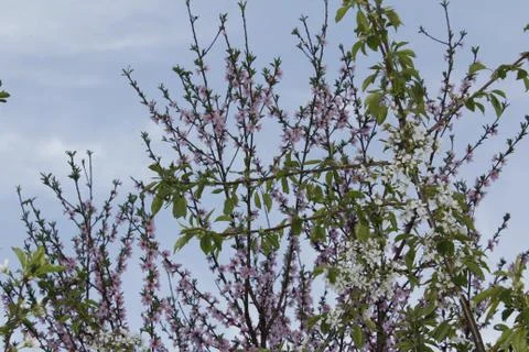 Blooming trees. Spring background. Vertical. Pink. Sky Stock Photos