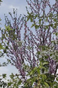 Blooming trees. Spring background. Vertical. Pink. Sky Stock Photos