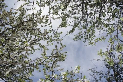Blooming trees. Spring background. Vertical. White. Sky Stock Photos