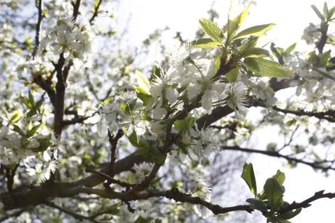 Blooming trees. Spring background. White Stock Photos