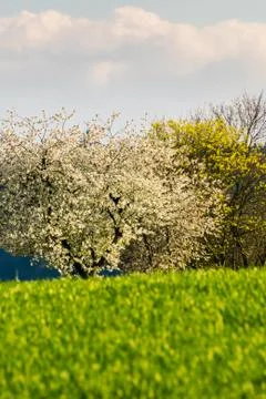 Blooming trees in spring bright sunlight meadow spring Stock Photos