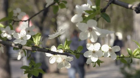 Blooming trees in spring in daylight in city Stock Footage 124021548