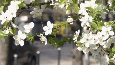 Blooming trees in spring in daylight in city Stock Footage 124021616