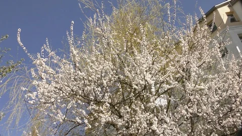 Blooming trees in spring in daylight in city Stock Footage 124024763