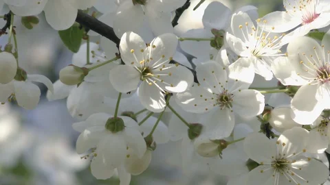 Blooming trees in spring in daylight close up Stock Footage 124021531