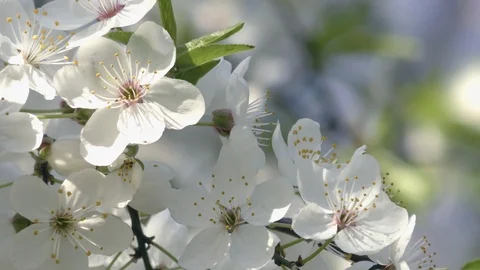 Blooming trees in spring in daylight close up Stock Footage 124021740