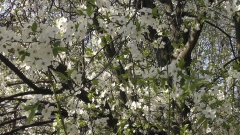 Blooming trees in spring in daylight Stock Footage 124020669