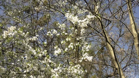 Blooming trees in spring in daylight Stock Footage 124020737