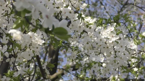Blooming trees in spring in daylight Stock Footage 124021268