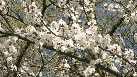 Blooming trees in spring in daylight Stock Footage 124025690