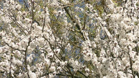Blooming trees in spring in daylight Stock Footage 124025695