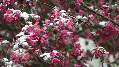Blooming trees in spring during an unexpected heavy snowfall. Slow motion Stock-Footage 323228145