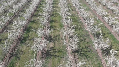 Blooming trees in spring Stock Footage 270251031
