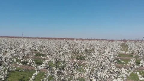 Blooming trees in spring Stock Footage 270251033