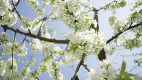 Blooming trees in spring in the garden. Video stock 240940678