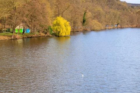 Blooming trees in Spring with lake reflections, landscape Stock-Fotos
