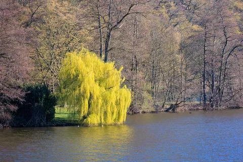 Blooming trees in Spring with lake reflections, landscape Stock Photos