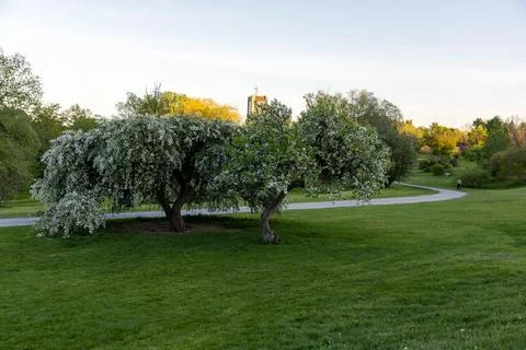 Blooming trees in spring next to winding park pathway in Dominion Arboretum.. Foto stock