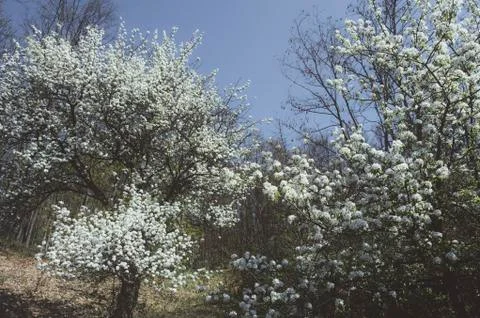 Blooming trees in spring Stock Photos