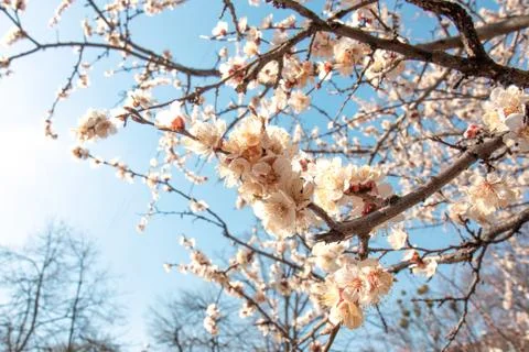 Blooming trees in springtime Foto stock