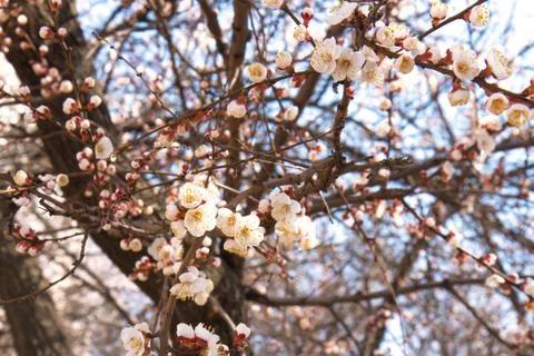 Blooming trees in springtime Stock Photos