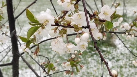 Blooming trees under the snow in sunlight. Nature anomaly. Snowfall in May. Stock Footage 151685058