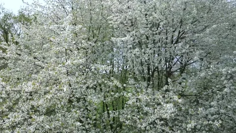 The blooming trees with white flowers in spring Stock Footage 271355850