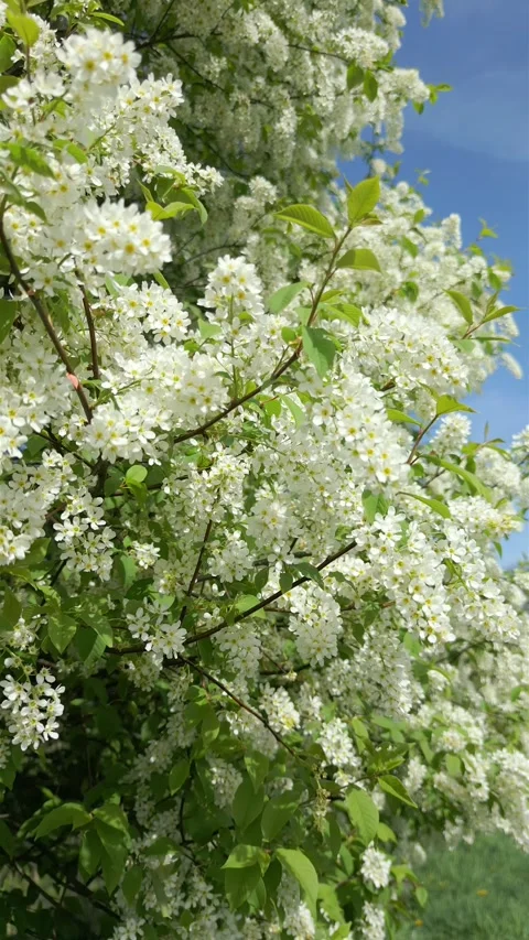 The blooming trees with white flowers in spring. Natural background 스톡 동영상 271620089