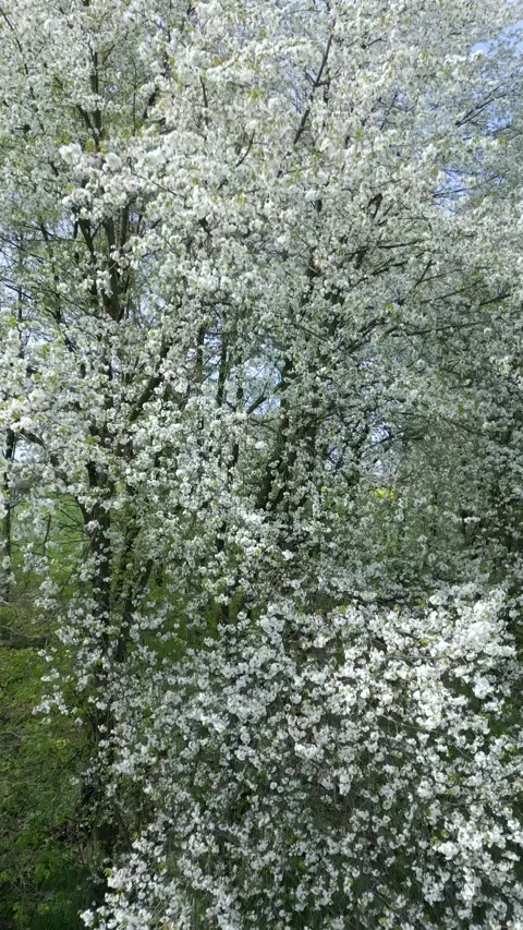 The blooming trees with white flowers in spring Stock Footage 273481459