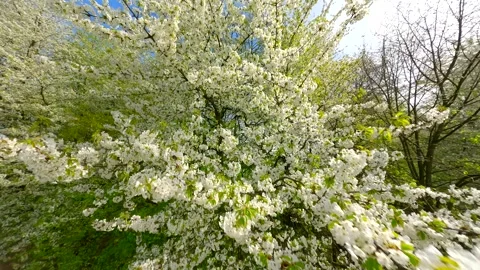 Blooming trees with white flowers in spring. Stock Footage 283428703