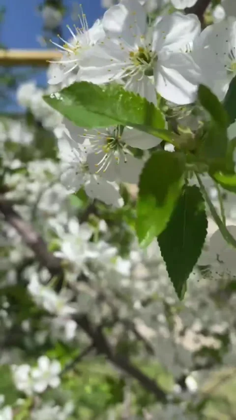 Blooming Trees with White Flowers in Spring Under Bright Blue Sky Vídeos de archivo 331664673