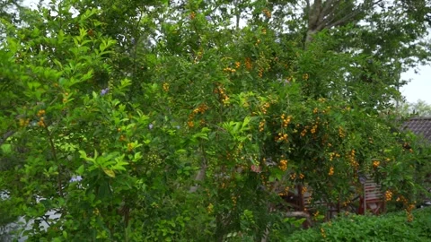 A blooming tropical tree. Video stock 243490504