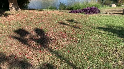 Blooming tropical tree with red flowers on a beautiful lake and blue sky back Stock Footage 131431207